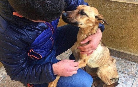 如何看待吃狗肉,你怎么看待吃狗肉