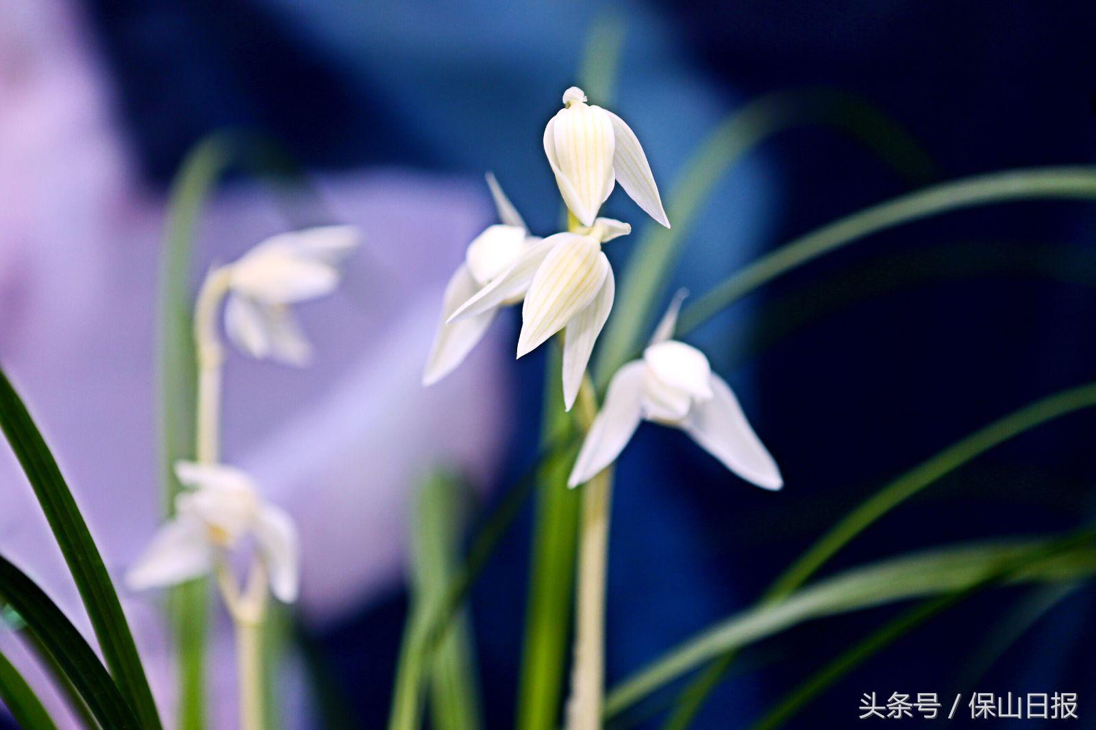 保山兰花展金奖,2019年昆明兰花展金奖兰花