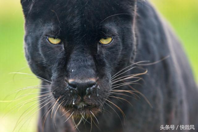 二战日本为何杀光动物园猛兽？一头逃走的黑豹造成东京大骚动