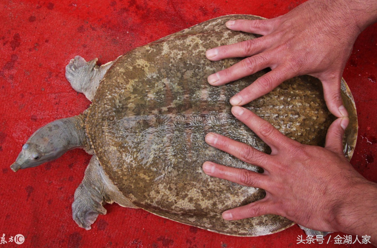 甲鱼养殖技术与经验,甲鱼塘怎么养水