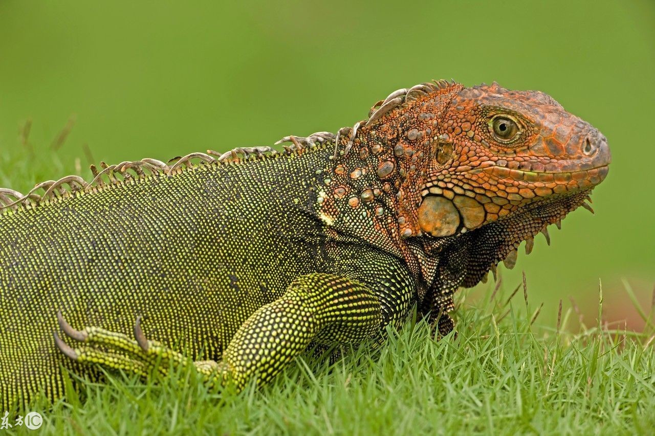 爬宠合集,爬宠大作战视频