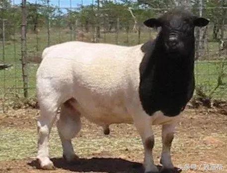 他的羊场是农业部认定的无公害畜产品生产基地，一年收益300万！