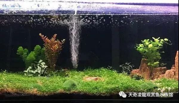 草缸龙鱼,龙鱼裸缸好还是草缸好