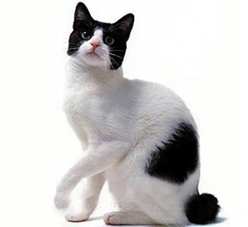 喵星人的3种类型,喵星人类型对照表