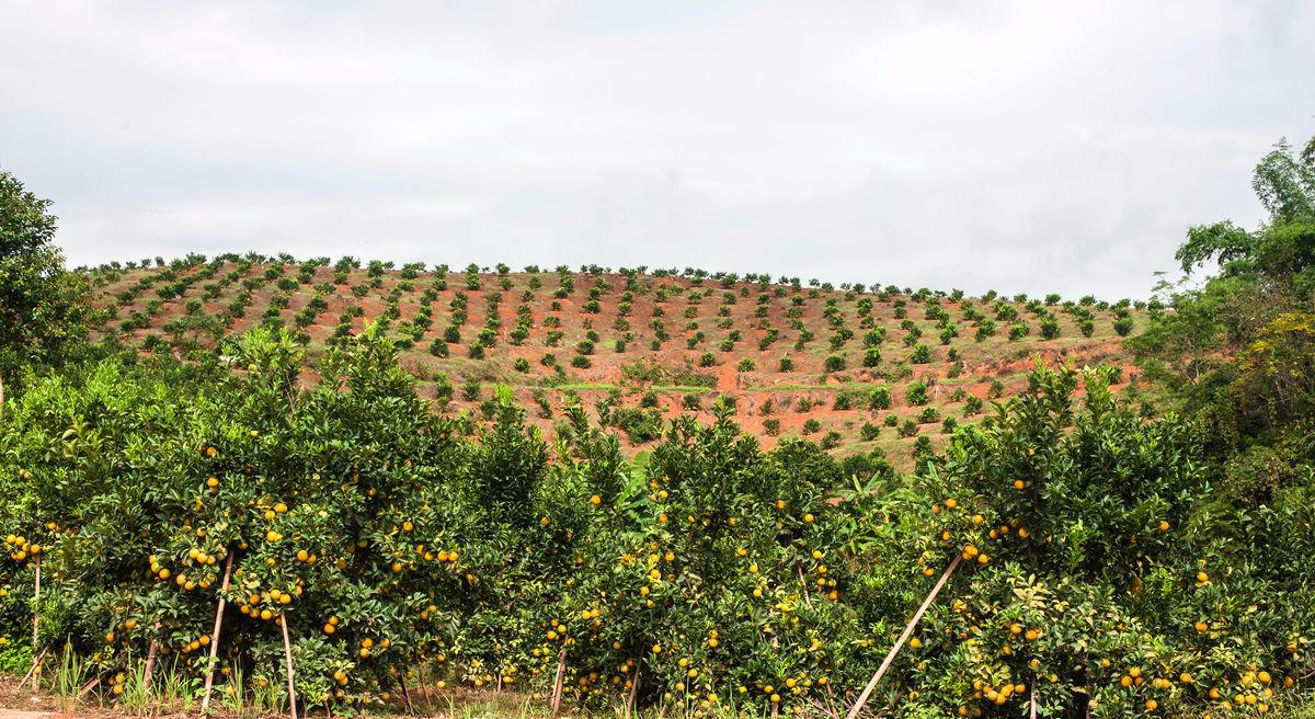 种植柑橘苗前的田间注意什么事项,大棚种植柑橘的优缺点