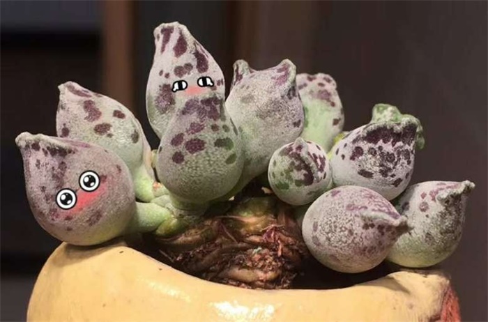 水泡系列多肉,水泡多肉系列品种