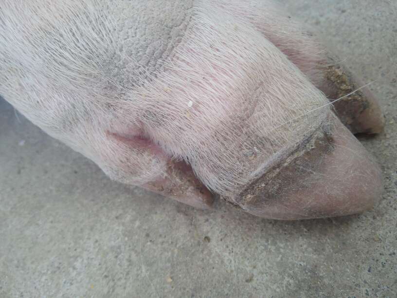 猪蹄裂痛的最佳治疗方案,福尔马林可以治猪蹄裂吗
