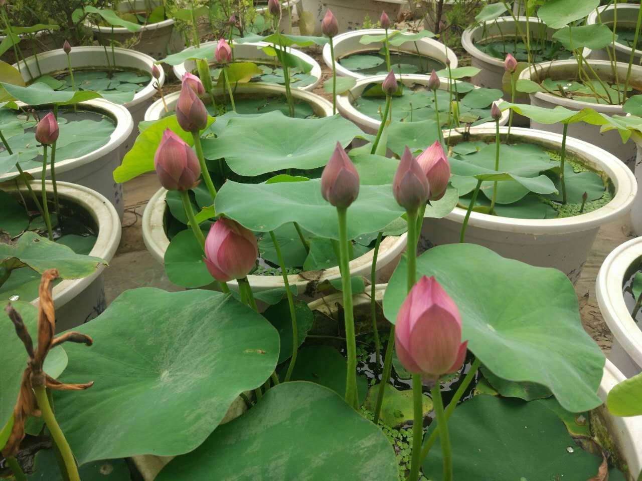 网上种苗真假辨别,网上买种苗注意事项