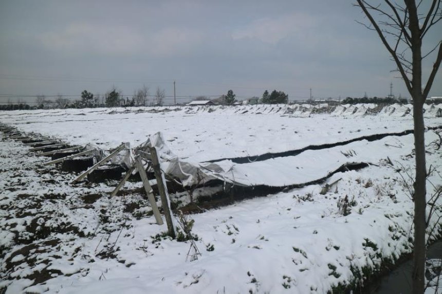 今年南方雨雪冰冻对农业危害,2008南方冰冻灾害造成的影响