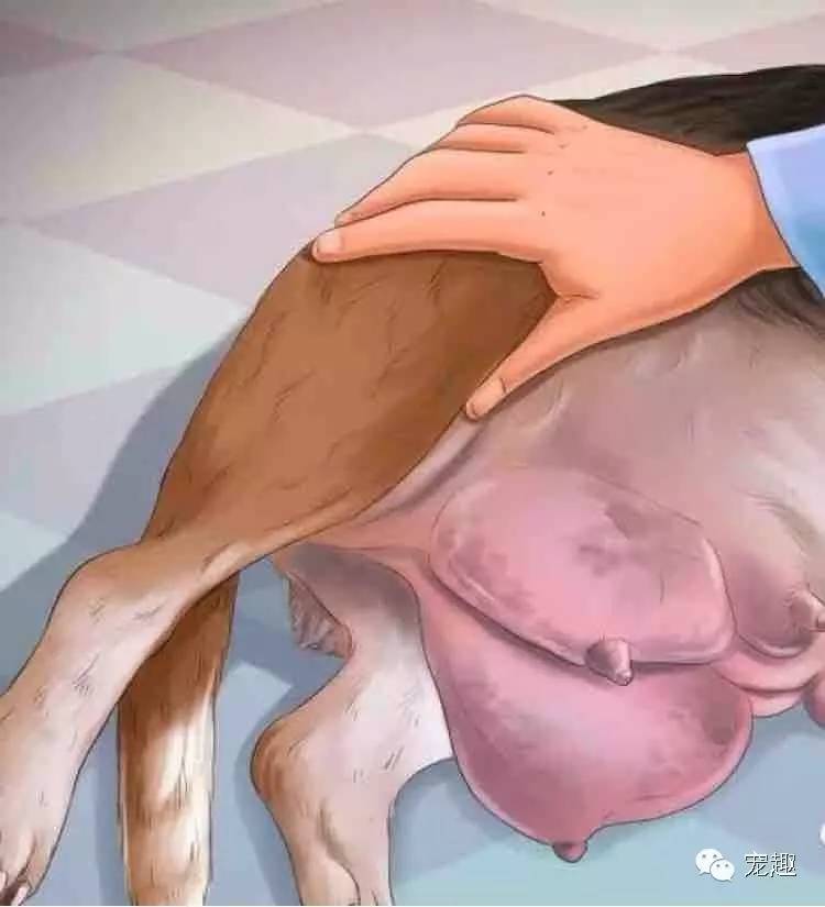 健康|狗妈妈生宝宝～产前、产后护理指导