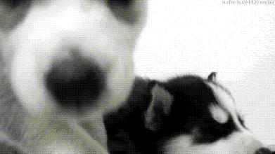 健康|狗妈妈生宝宝～产前、产后护理指导