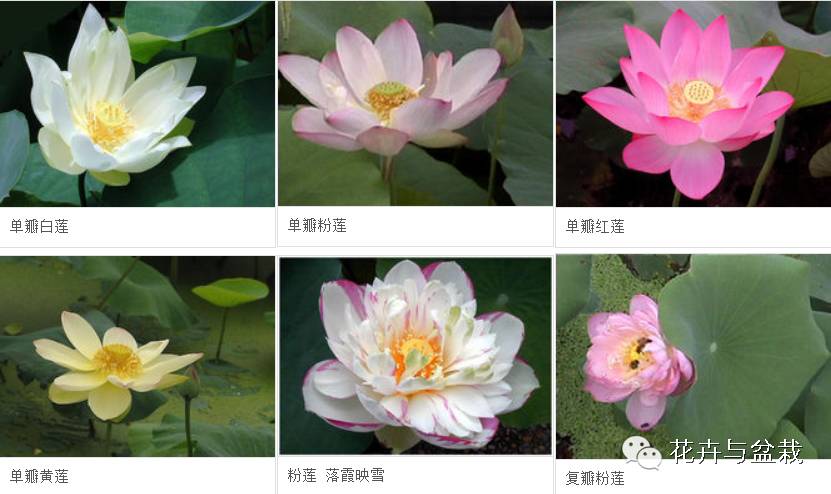 碗莲睡莲荷花种子区别,碗莲荷花睡莲图片