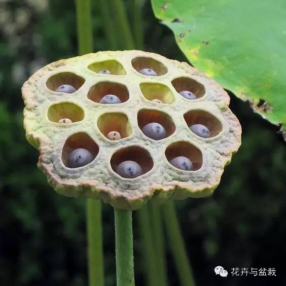 睡莲荷花碗莲水培植物,睡莲荷花的养殖方法和技巧