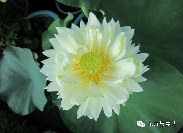 碗莲睡莲荷花种子区别,碗莲荷花睡莲图片