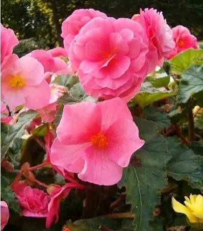 甲醛涨知识,甲醛中毒怎么去除最有效