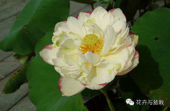 碗莲睡莲荷花种子区别,碗莲荷花睡莲图片