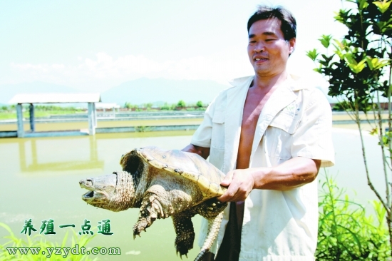 鳄龟防治什么病害,鳄龟常见症状及处理方法图解大全