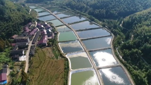 泥鳅一般一年亩产多少斤,亩产成品泥鳅4000多斤