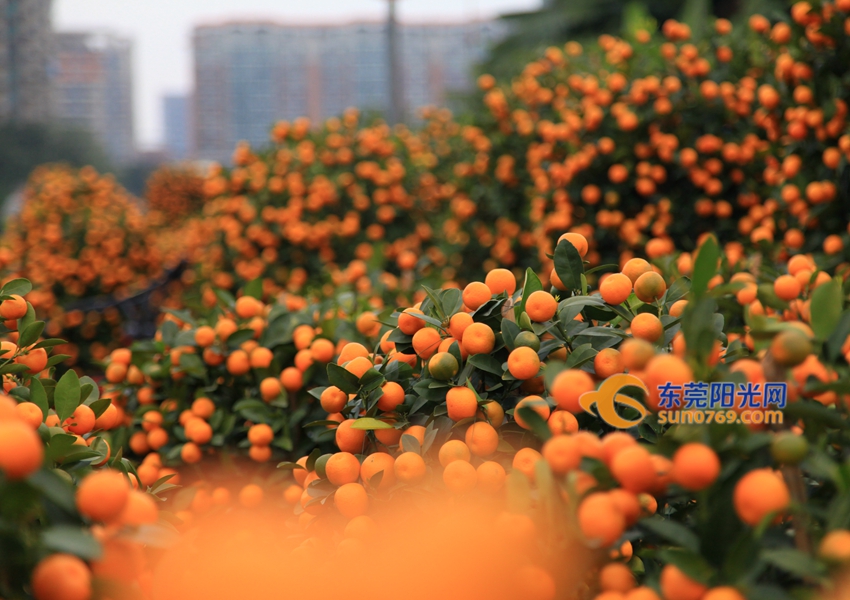 武汉迎春花市新品种,一年一度的迎春花市即将闪亮登场