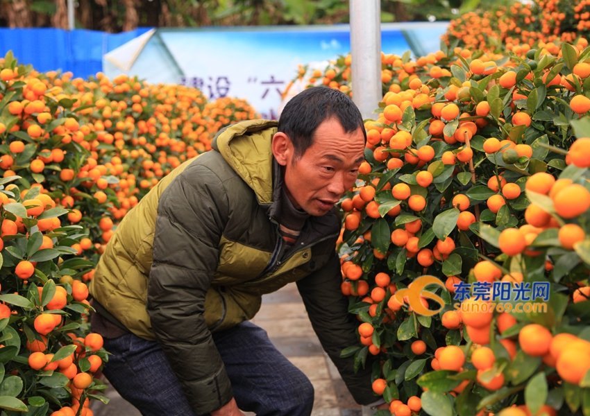 武汉迎春花市新品种,一年一度的迎春花市即将闪亮登场