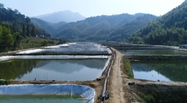 泥鳅一般一年亩产多少斤,亩产成品泥鳅4000多斤