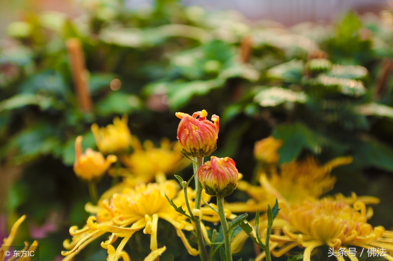 什么是四大皆空解释,什么是四大皆空搞笑