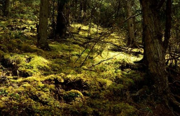 二年级在野外迷路了怎么辨别方向,野外迷路后我们通过什么辨别方向