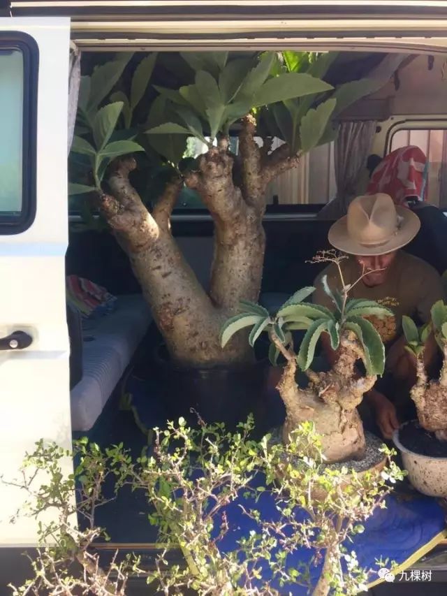 十大最贵玉露多肉品种,多肉最贵的品种有哪些