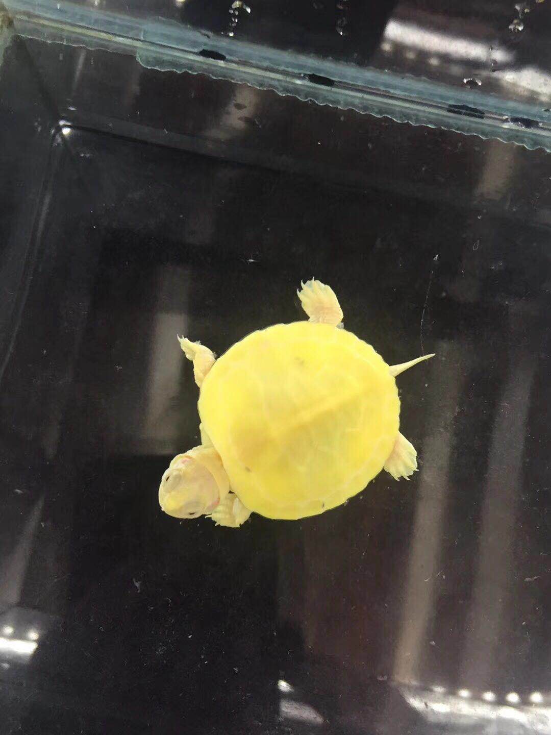 乌龟饲养方法视频教程,冬季乌龟在家饲养方法