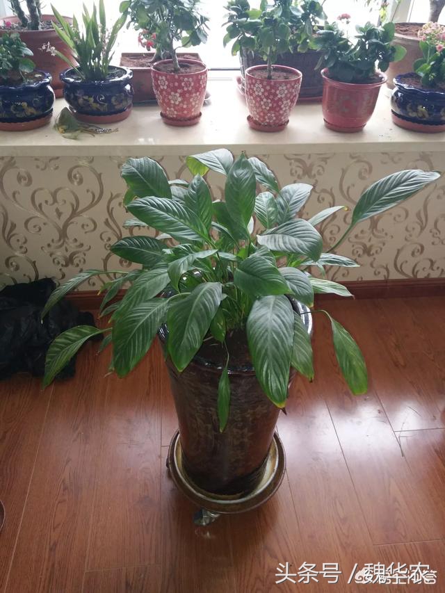 白鹤芋叶子尖发黑怎么回事,白鹤芋叶子发黄是怎么回事