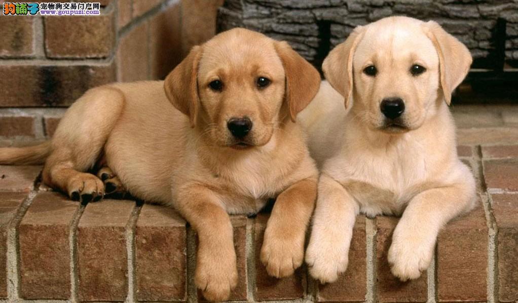 可爱又好养的宠物狗有哪些品种,可爱萌宠好养的宠物狗