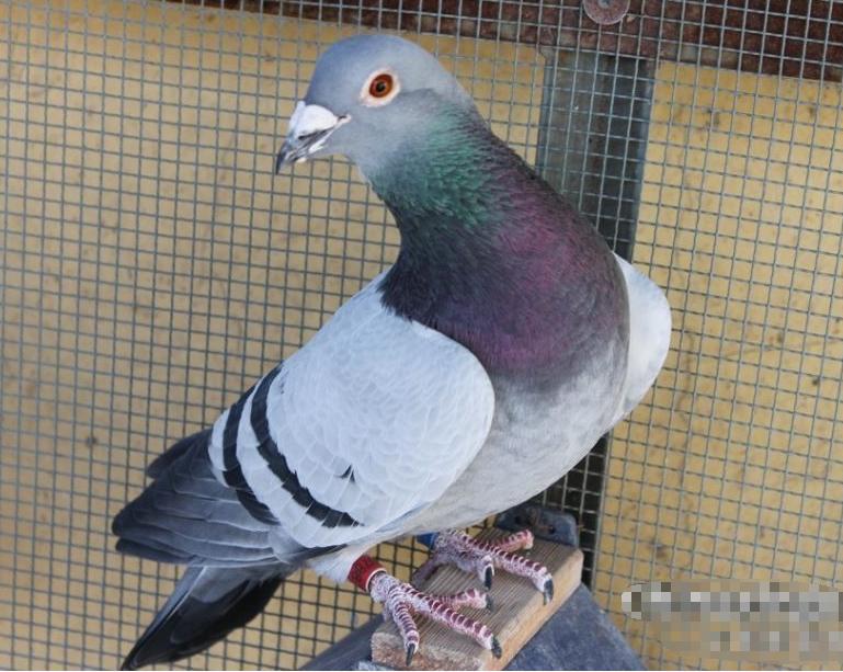 成年信鸽开家成功的几率有多少,笼养一年的信鸽如何开家不丢