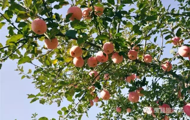 费县县城最惊艳的地方,费县有意境的地方