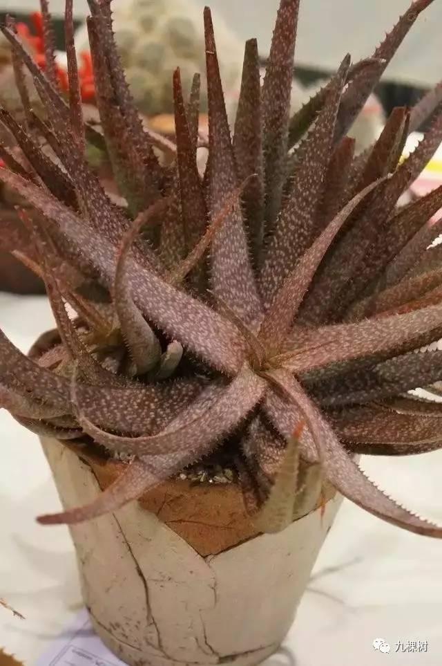 十大最贵玉露多肉品种,多肉最贵的品种有哪些