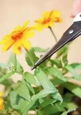 怎么样修剪花最好看,如何修剪花更美观