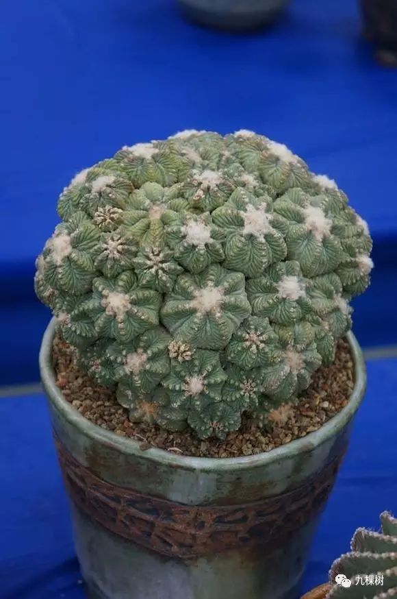 十大最贵玉露多肉品种,多肉最贵的品种有哪些