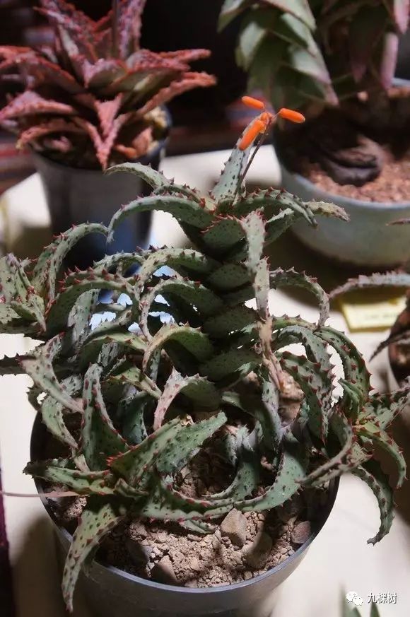 多肉万象最贵的品种,玉露多肉最贵多少钱一棵