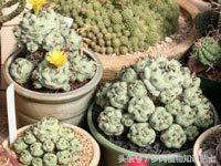 仙人球帝王丸育种,帝王丸仙人球造景