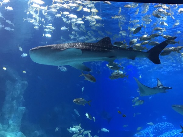 珠海长隆海洋王国宣传片,珠海长隆海洋王国