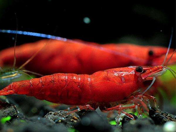 极火虾（水族箱完美搭档）