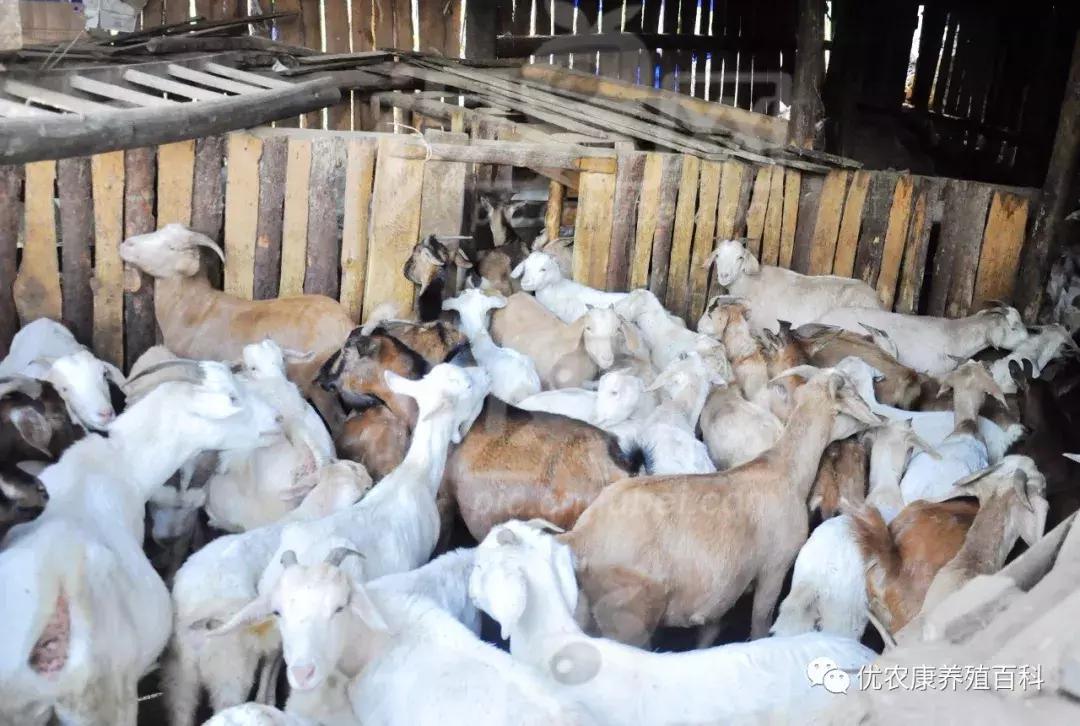 羔羊得了肺炎怎么治,羔羊肺炎用什么药好得快