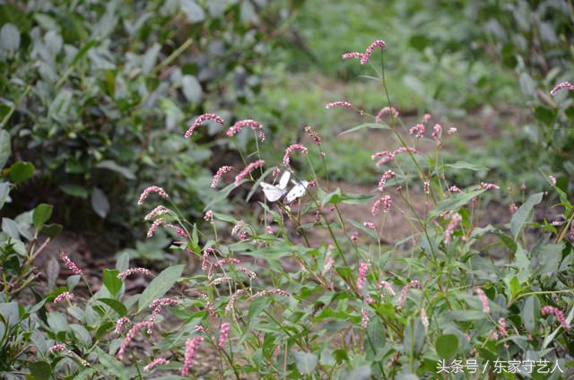 安溪种植茶叶的有利自然条件,安溪种植茶叶的情况介绍
