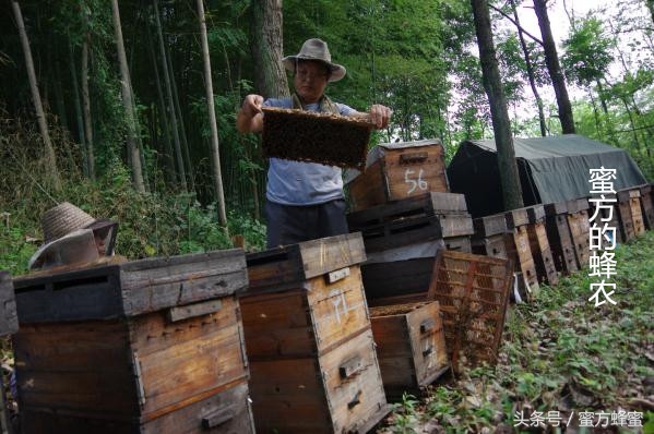 进口蜂蜜是纯蜂蜜吗,进口蜂蜜和国产蜂蜜的区别