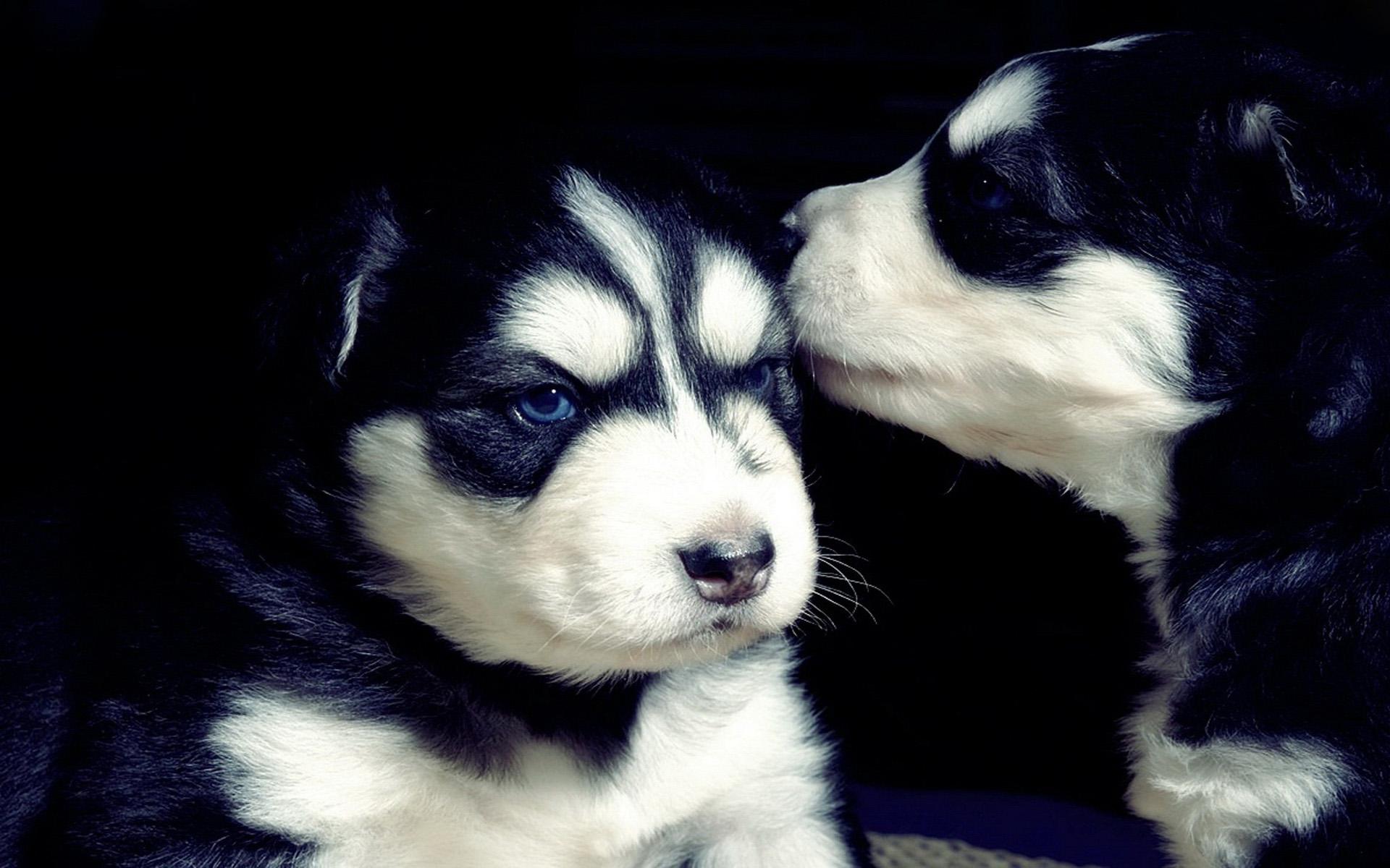 带狗字的成语大全褒义,关于带狗的成语大全