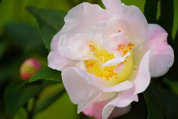 e-mount索尼,emount镜头焦段