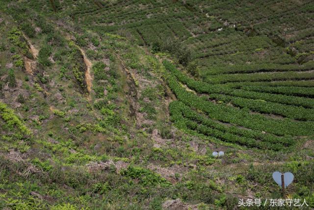 安溪种植茶叶的有利自然条件,安溪种植茶叶的情况介绍