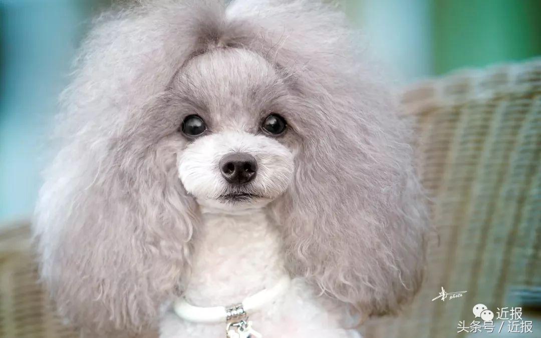 你没见过的萌宠,你没见过的宠物