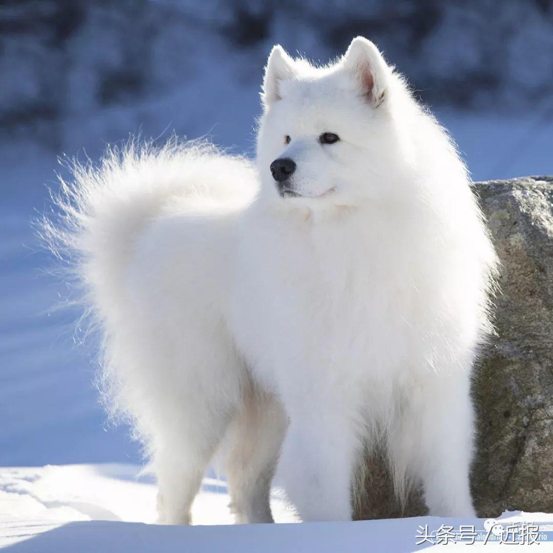 你没见过的萌宠,你没见过的宠物