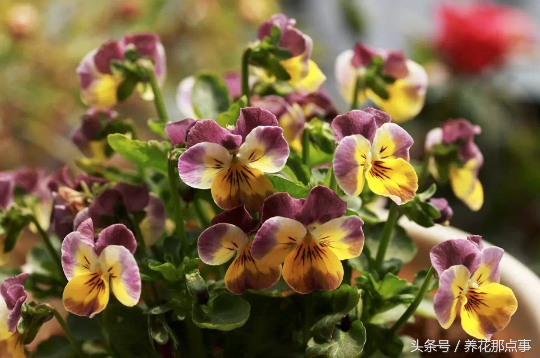 鍐板ぉ闆湴鑺辨捣,鍏ュ啲杩樿兘鐪嬪埌鑺辨捣