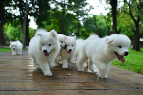 人生的境界冯友兰讲的是什么,人人皆可为圣贤原句